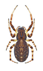 Spider prominens (female)