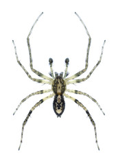 Spider Anyphaena accentuata (male)
