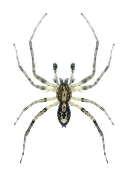Spider Anyphaena accentuata (male)