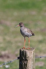 Rotschenkel auf Pfosten 2