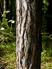 Obraz premium corteccia d'albero