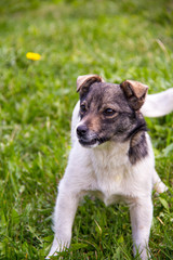 dog playing on the green grass