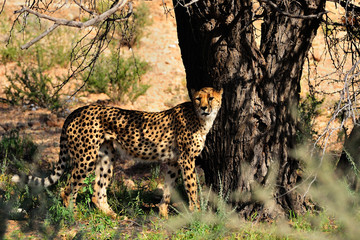 Cheetah
