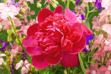 wild flowers and peony