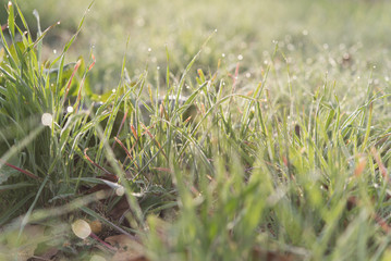 drops of dew on a green grass