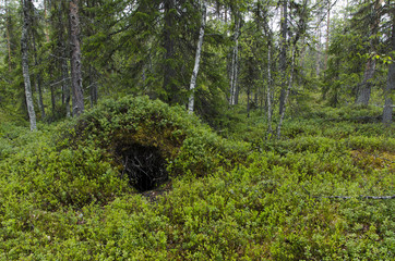 Obraz premium Bears den