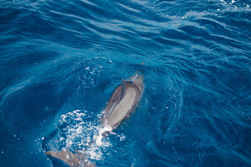 Bottlenose Dolphin Group