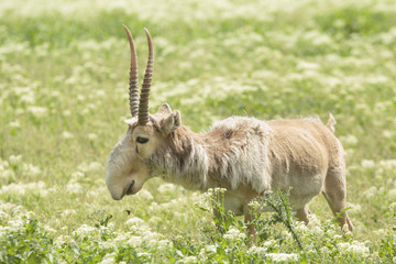 Saiga