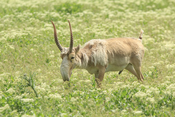 Male Saiga