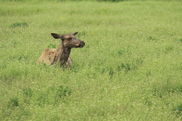 Deer in the steppe