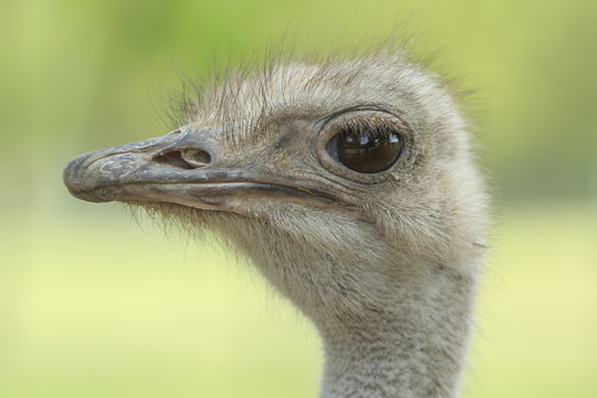 Female ostrich portrait