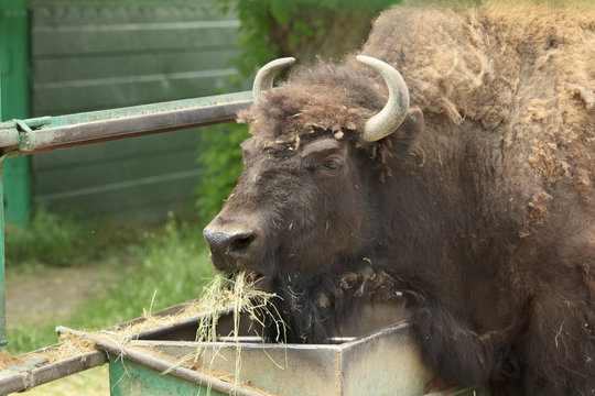 Bison