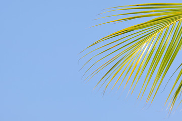 Fototapeta na wymiar Close up of coconut leaf with copy space area