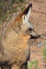 Bat-eared fox