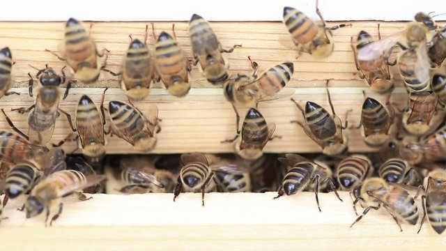 Busy bees washboarding on beehive. Footage of bees rapidly walking forward and back.