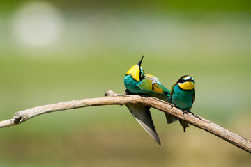 Gruccioni