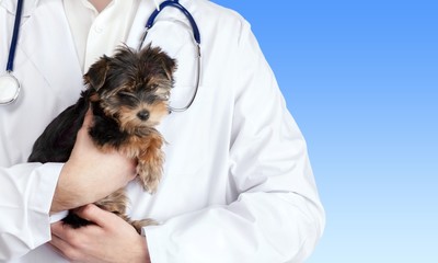 Vet, Dog, Veterinary Medicine.