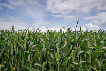 Field with Notwheat or Unbearded wheat, under a sky with clouds