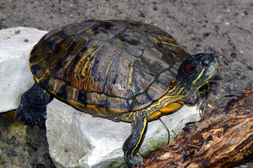 Red-eared Slider turtle Latin name Trachemys scripta elegans