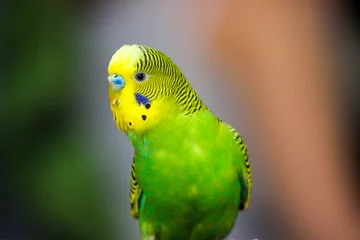 Rolgordijnen Волнистый попугай © vladimirkorzh