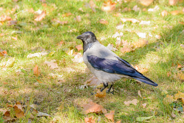 Hooded crow walking on the grass covered by leaves in autumn