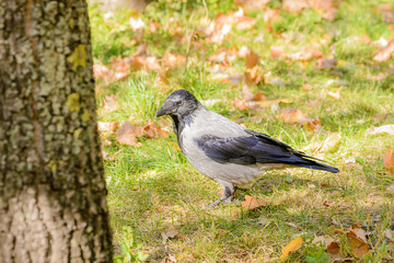 Hooded Crow in Autumn