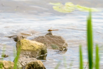 Dragonfly Flying Over the Dnieper River in Kiev, Ukraine	