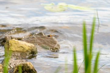 Dragonfly Flying Over the Dnieper River in Kiev, Ukraine	