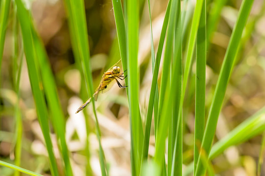 Dragonfly on Reed Leaf