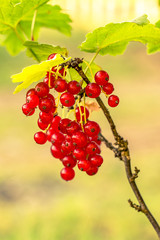 Red Currant berries on a bush closeup