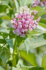 Fototapeta premium Asclepias syriaca Flower, also called Milkweed