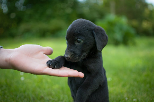 Black Labrador Puppy Images – Browse 219,279 Stock Photos, Vectors ...