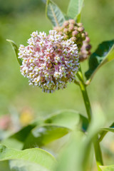 Asclepias syriaca Flower, also called Milkweed, and Bee