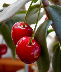 Red cherries on tree branch closeup shot