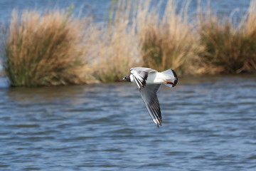 Lachmöwe im Flug