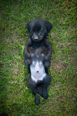 Black puppy of labrador on the grass