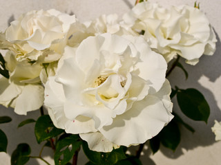 rosa bianca