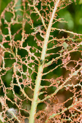 Leaf Eaten by Insects