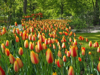tulpen im frühling
