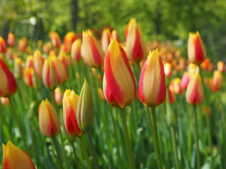 tulpen im frühling 
