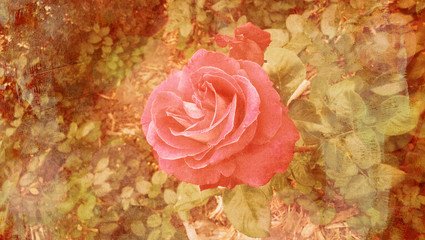 A delicate pink rose against a natural background, toned