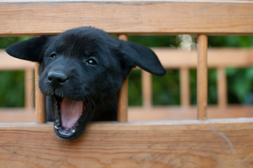 Black puppy of labrador yawns