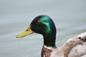 colvert