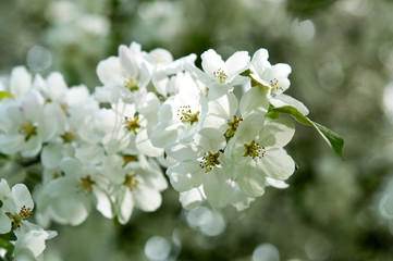 Apfwelbaum, Frühling - Blütezeit