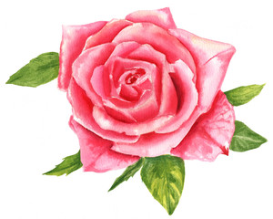A vintage style watercolour drawing of a pink rose