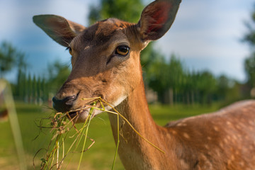 Obraz premium Reh geniesst sein Futter