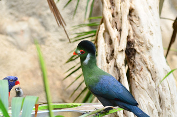 Touraco rare tropical bird