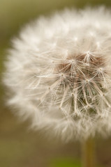 Fototapeta premium Löwenzahn im Nebel