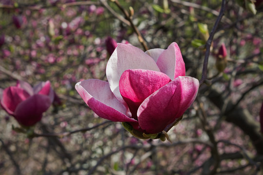 Spring open flower pink magnolia close up