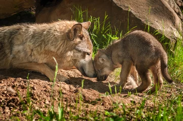 Deurstickers Wolf Grijze wolf (Canis lupus) Moeder en pup aanraken buiten Den